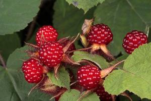 the-invasive-wine-berry-and-shield-bugs-george-grall