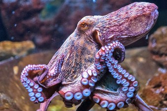 octopus-eye_1big_stock.jpg